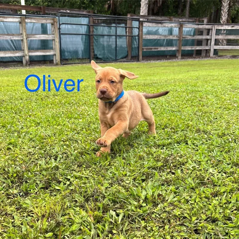A baby medium-sized male Red / Chestnut / Orange Labrador Retriever dog named Oliver for adoption in Wellington, FL