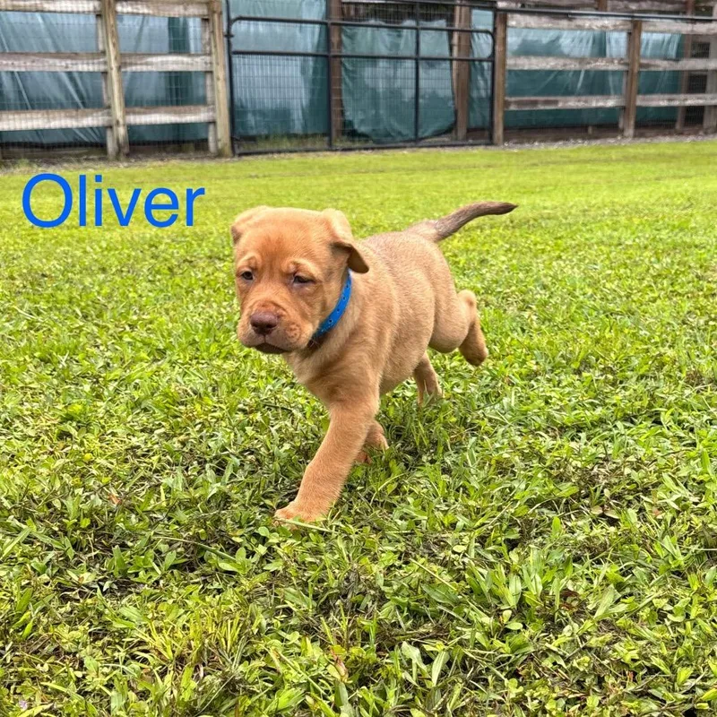 Oliver thumbnail 5