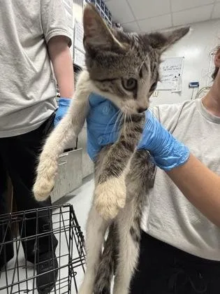 A young small-sized male Domestic Short Hair cat named Gumbo for adoption in Cumming, GA