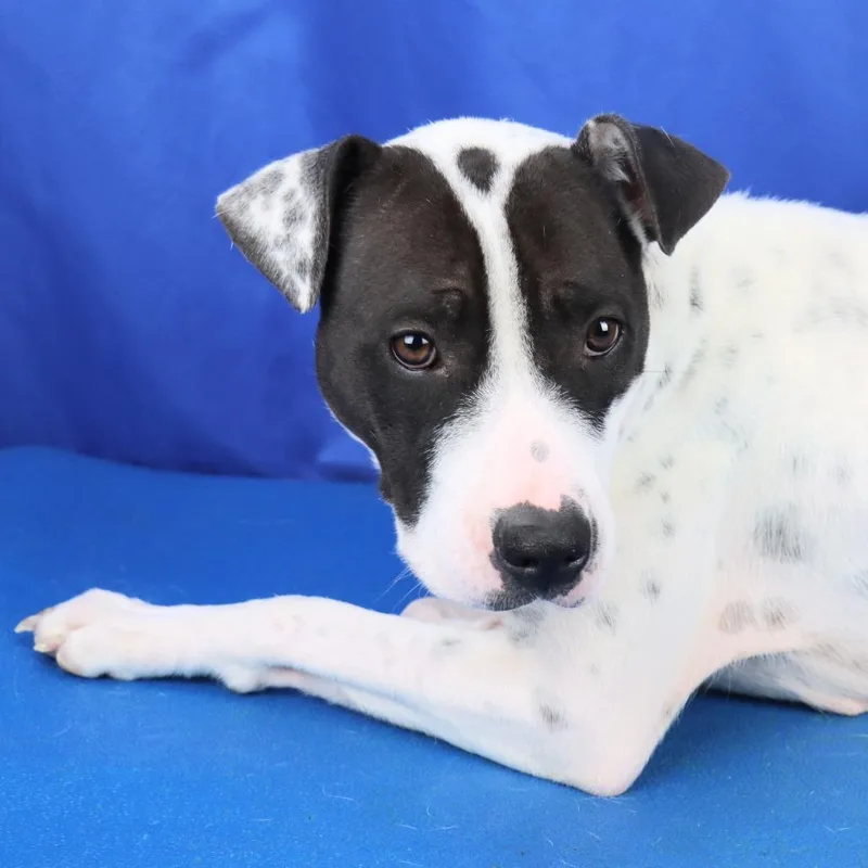 Melodi  U thumbnail 3