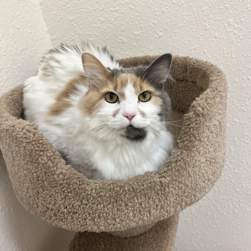 A senior medium-sized female Domestic Long Hair cat named Eloise for adoption in Red Wing, MN
