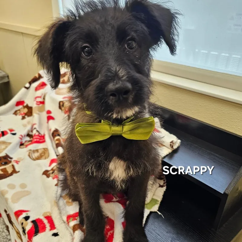Scrappy