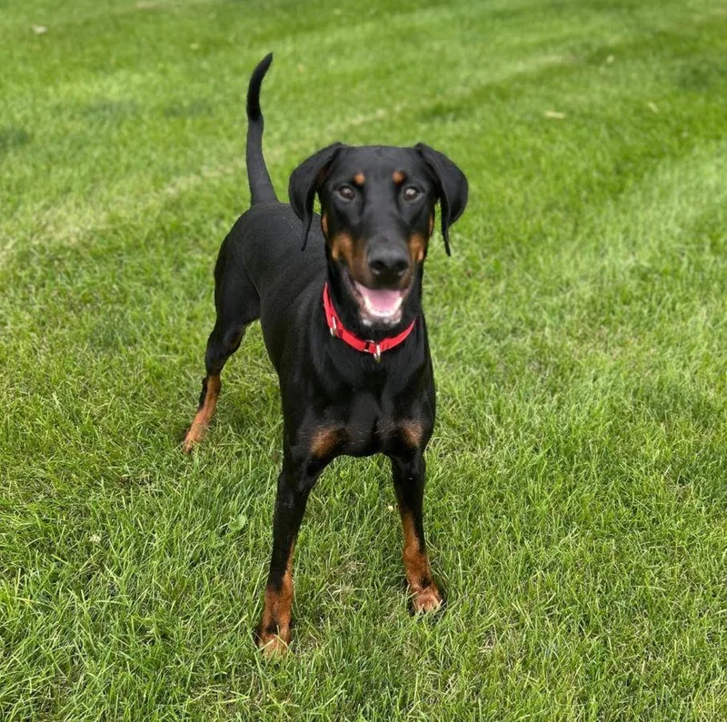 A young medium-sized female Doberman Pinscher dog named Monique for adoption in Barrington, IL