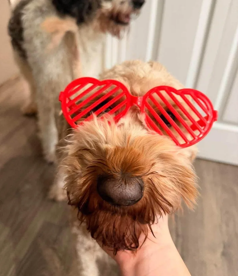 An adult medium-sized female Golden Goldendoodle dog named Bailey for adoption in Warsaw, IN
