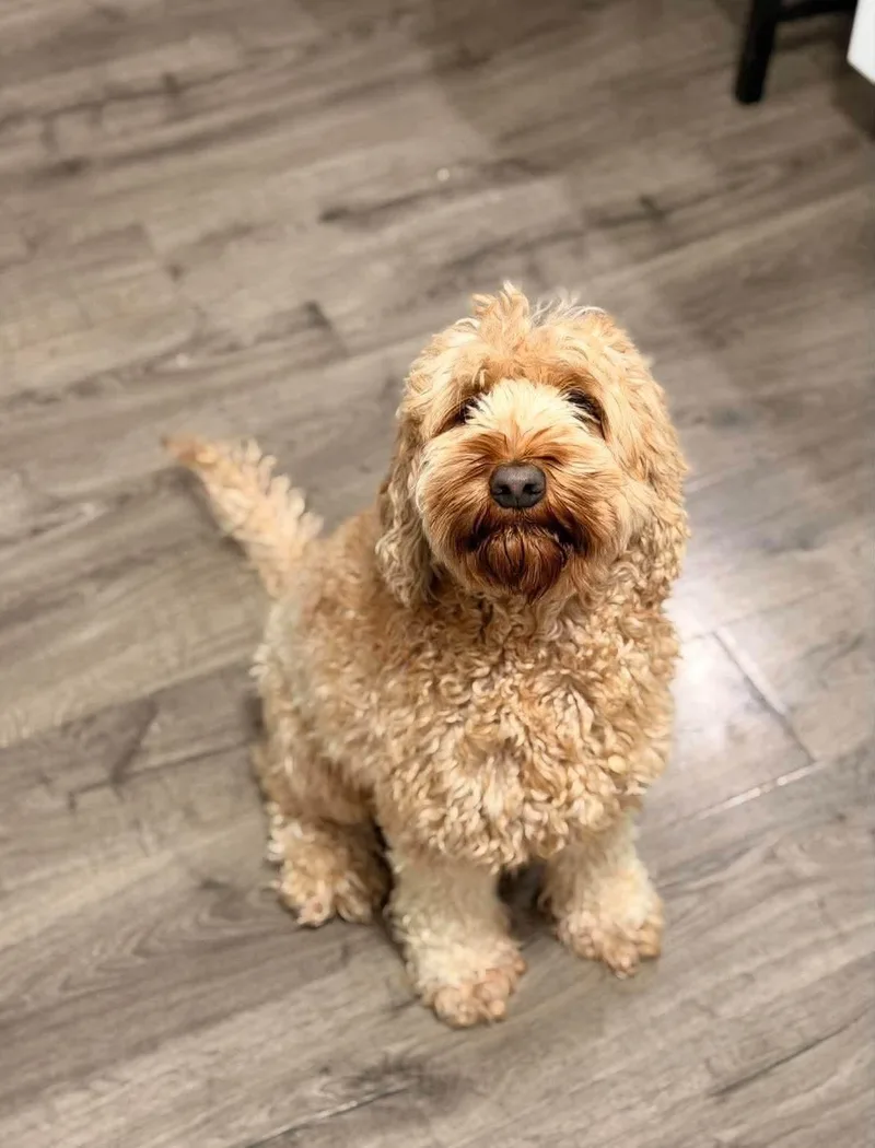 Bailey thumbnail 3