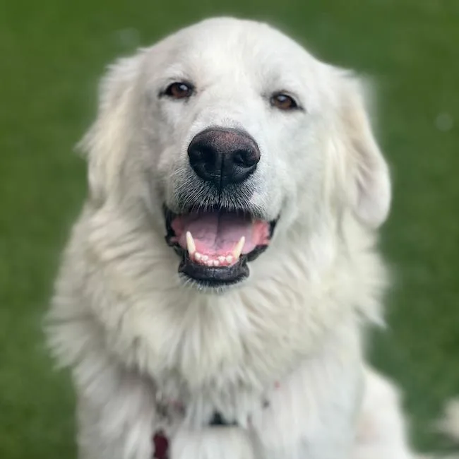 An adult extra large-sized female Great Pyrenees dog named Wohali for adoption in San Diego, CA