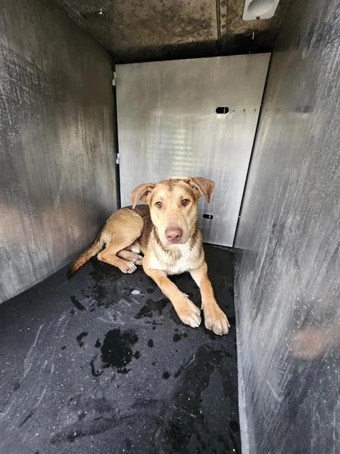 A young large-sized male American Staffordshire Terrier dog named River for adoption in San Antonio, TX