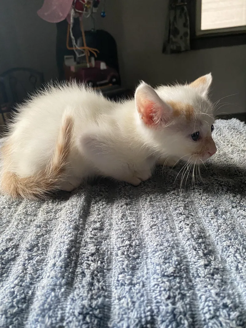 A baby medium-sized male Domestic Short Hair cat named Puff for adoption in Columbia, SC