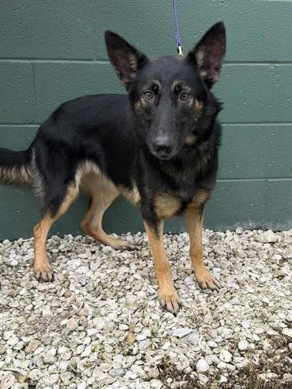An adult large-sized female German Shepherd Dog dog named Star for adoption in Largo, FL