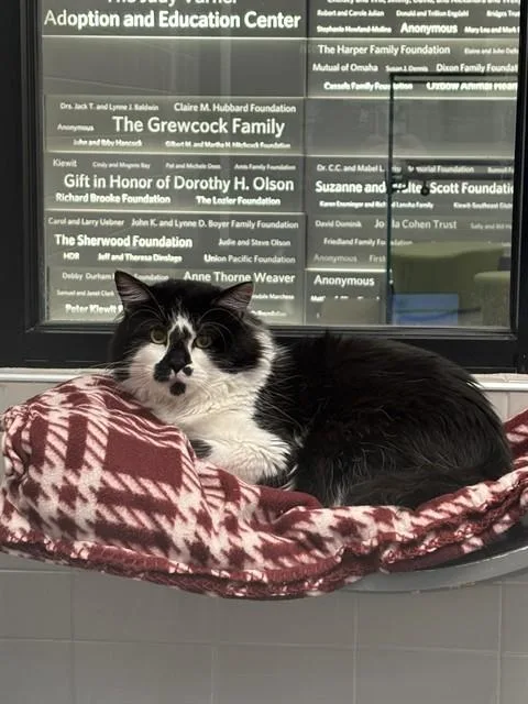 An adult medium-sized male Domestic Short Hair cat named Hermes for adoption in Omaha, NE