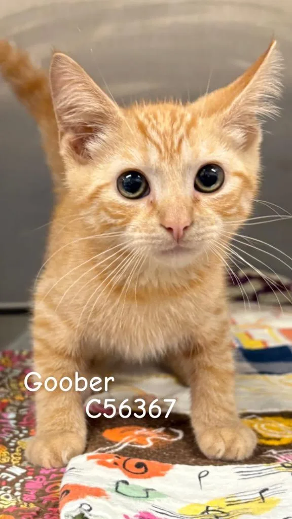 A baby medium-sized male Domestic Short Hair cat named Goober for adoption in Clarksville, TN