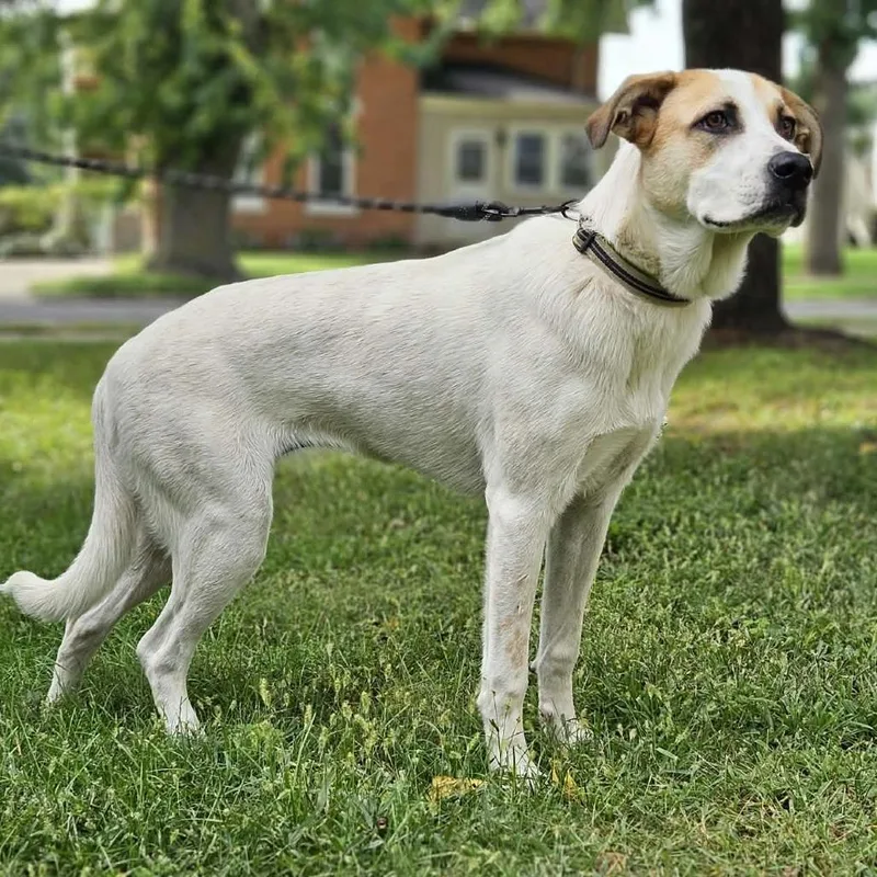 A young medium-sized female Yellow / Tan / Blond / Fawn Mixed Breed dog named Darcy for adoption in Alma, WI