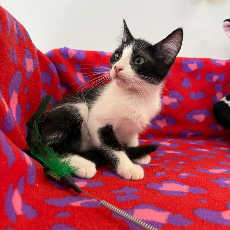 A baby small-sized male Black Domestic Short Hair cat named Jasper for adoption in Houston, TX