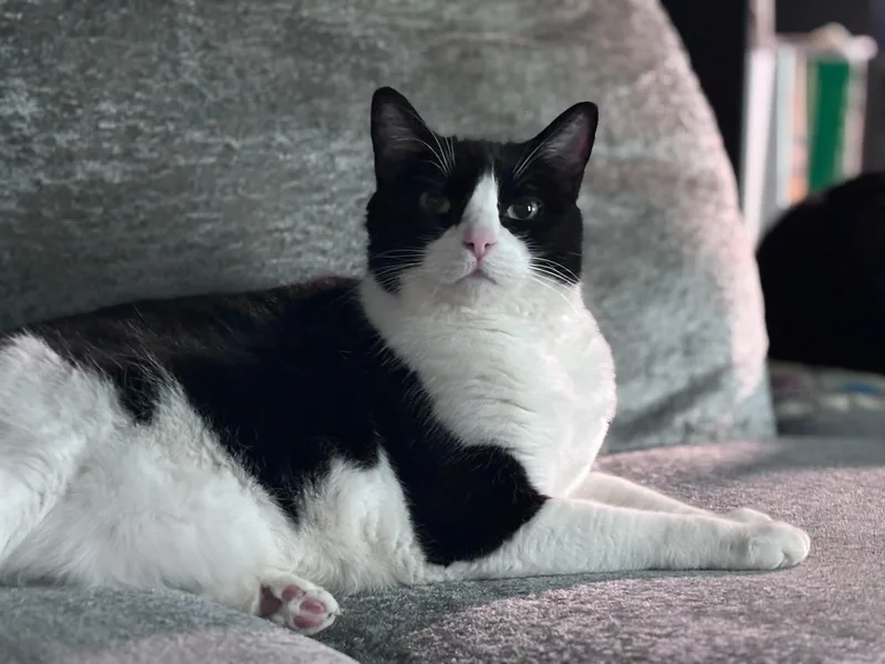 Kit Kat