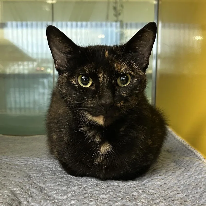 An adult medium-sized female Domestic Short Hair cat named Willow for adoption in Abilene, TX