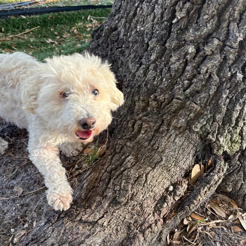 A senior small-sized male White / Cream Shih Tzu dog named Valentino for adoption in Port Richey, FL