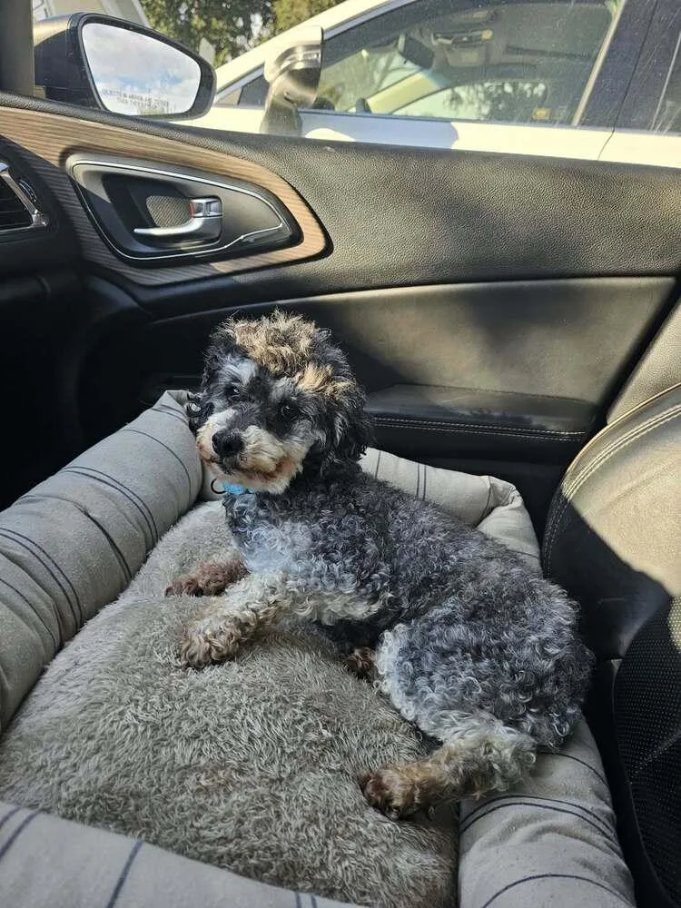 An adult small-sized male Standard Poodle dog named Pepper for adoption in Peoria, IL
