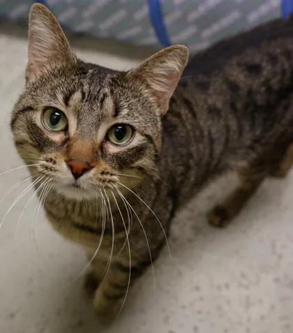 An adult large-sized male Domestic Short Hair cat named Waylon for adoption in Verona, WI