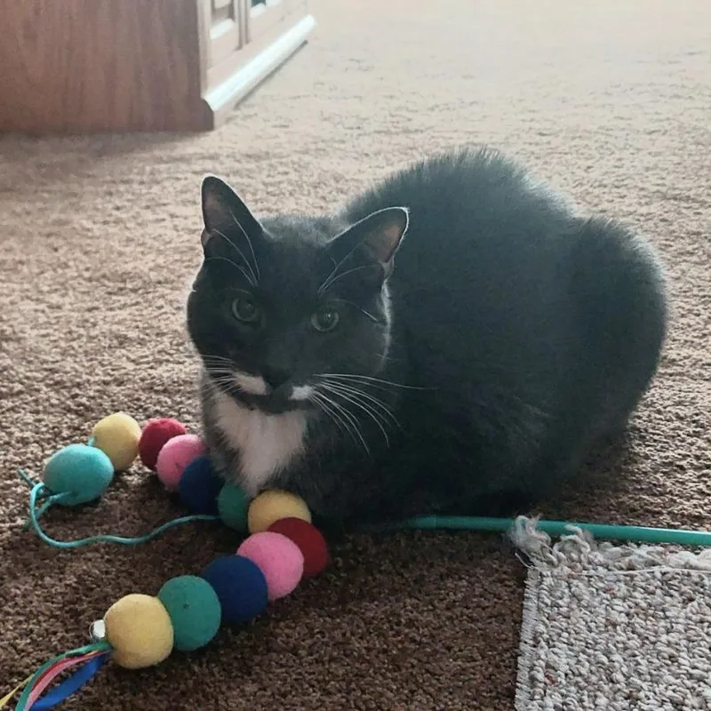 A senior small-sized male Gray / Blue / Silver American Shorthair cat named Dunkin Home to for adoption in South Elgin, IL