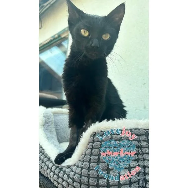 A baby small-sized female Black Domestic Short Hair cat named Raven for adoption in Inglewood, CA