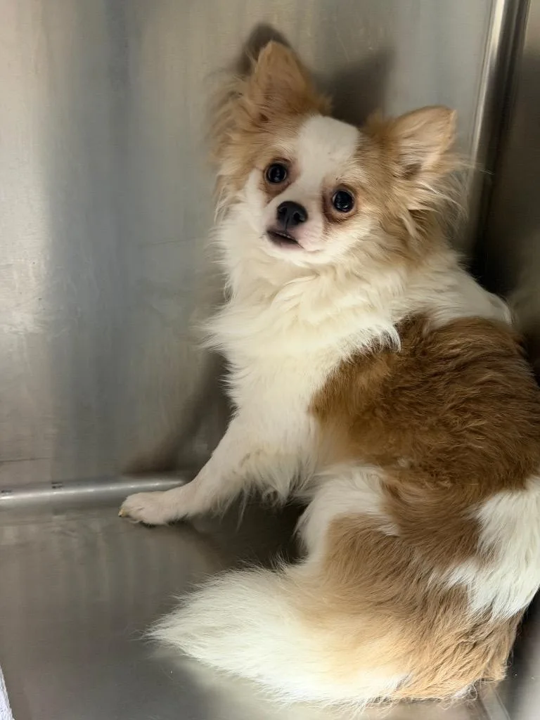 A young small-sized male Chihuahua dog named Mickey $ for adoption in Milwaukee, WI