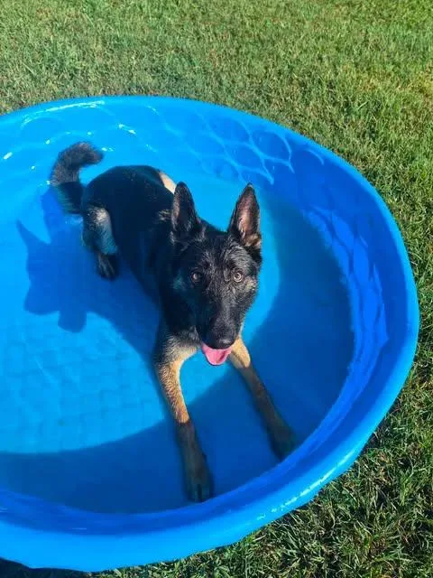 An adult medium-sized male German Shepherd Dog named Axel for adoption in Brownstown, IN