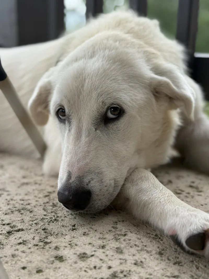 A baby large-sized male Great Pyrenees dog named Lucky Sat for adoption in Quinlan, TX