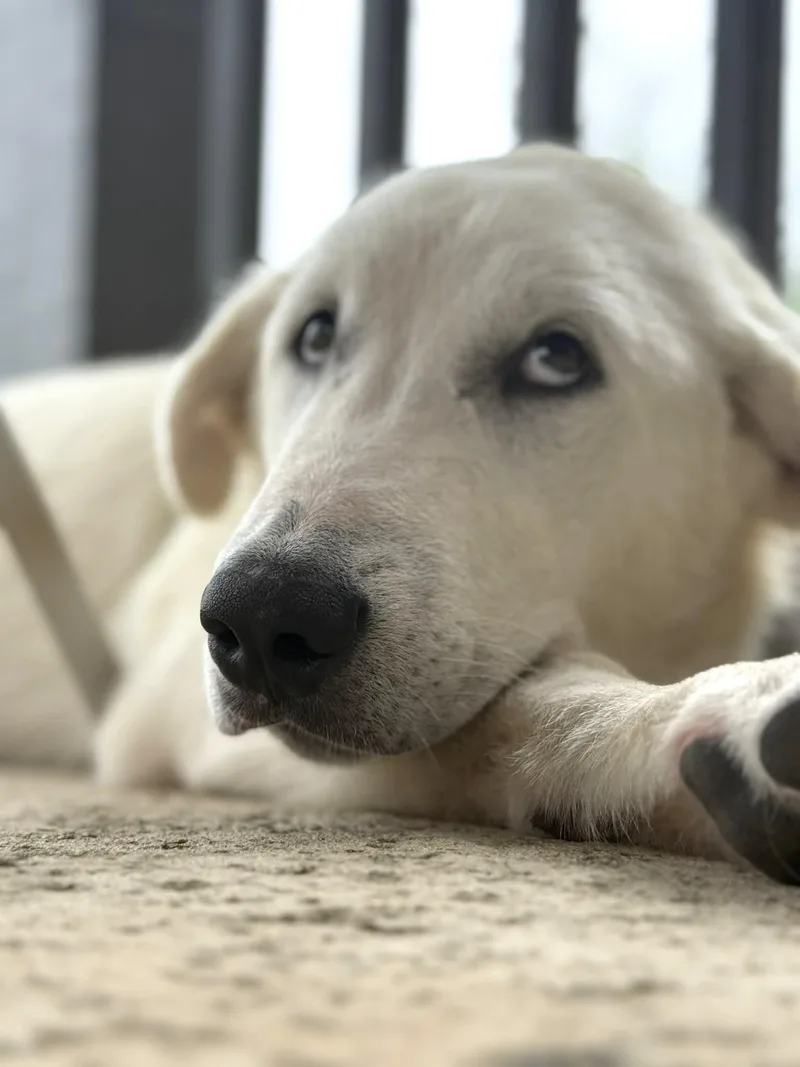 Lucky Sat thumbnail 3