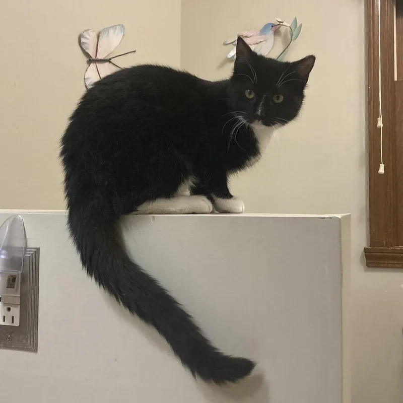 A young medium-sized female Black Domestic Short Hair cat named Marley for adoption in Carmel, IN