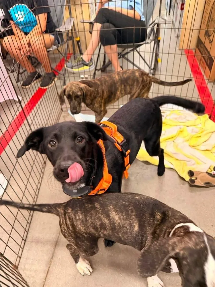 A baby medium-sized female Tricolor (Brown, Black, & White) Border Collie dog named Shadow G for adoption in Silsbee, TX