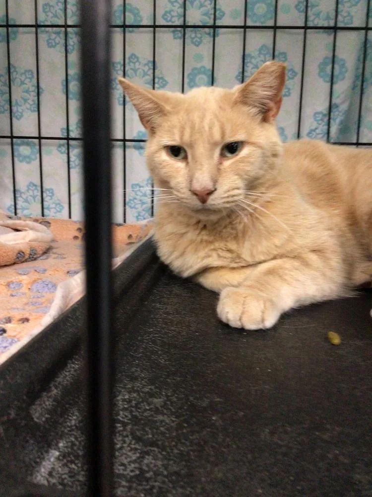An adult medium-sized male Tabby (Orange / Red) Domestic Short Hair cat named Billy for adoption in Logansport , IN