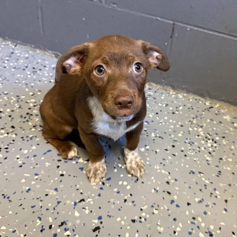 A baby small-sized male Chihuahua dog named TUSCStray for adoption in Tuscaloosa, AL
