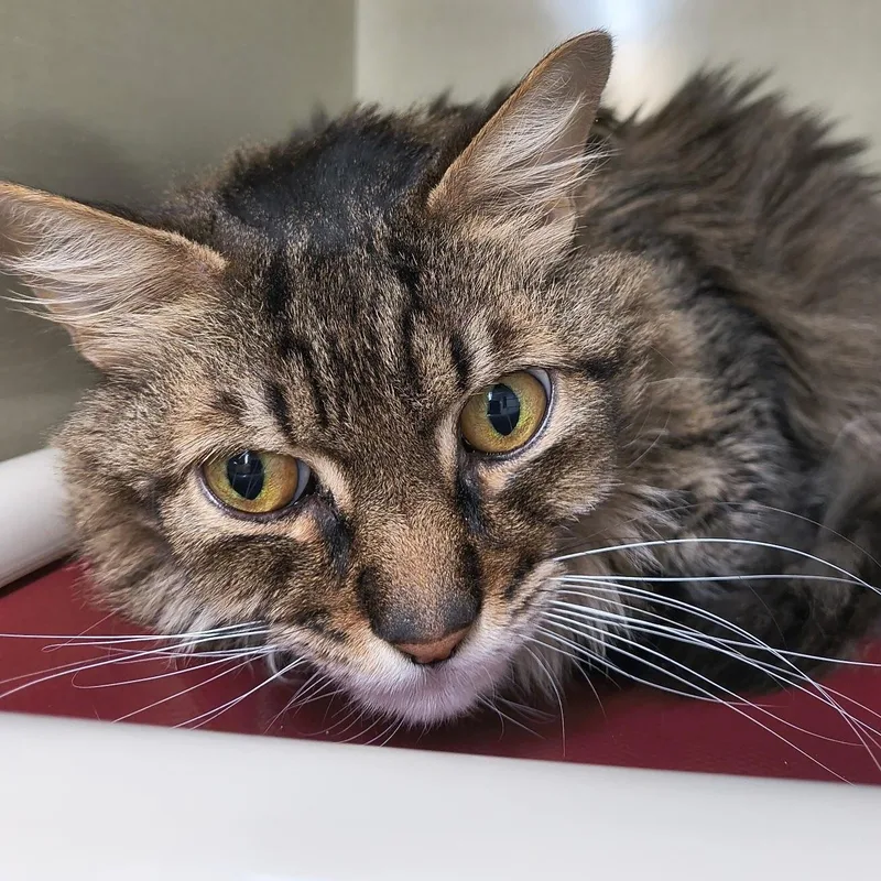 A senior large-sized male Tabby (Brown / Chocolate) Domestic Long Hair cat named Cheese for adoption in Saint Marys, PA