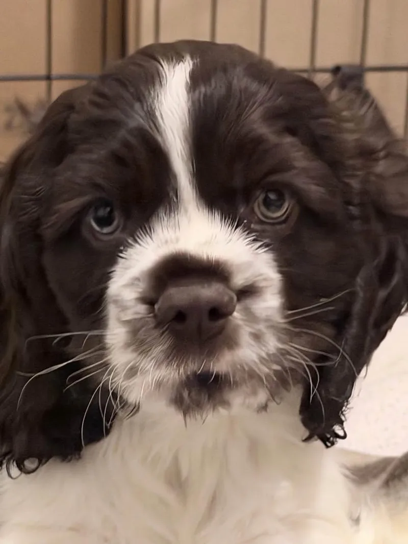 A baby small-sized male Black Cocker Spaniel dog named Finn for adoption in Chino valley, AZ