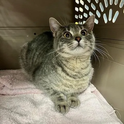 Chimichanga thumbnail 2