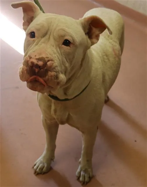 An adult large-sized female Mixed Breed dog named Daisy for adoption in Columbia, SC