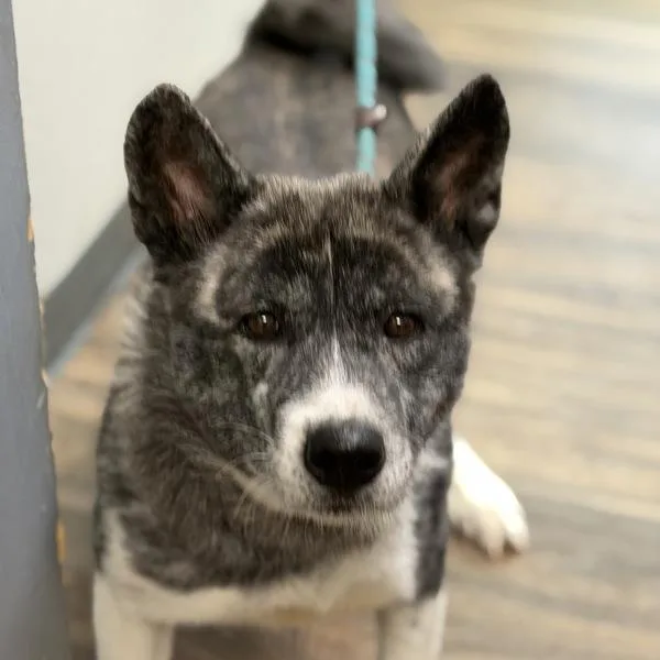 An adult large-sized female Akita dog named Yasha for adoption in San Diego, CA