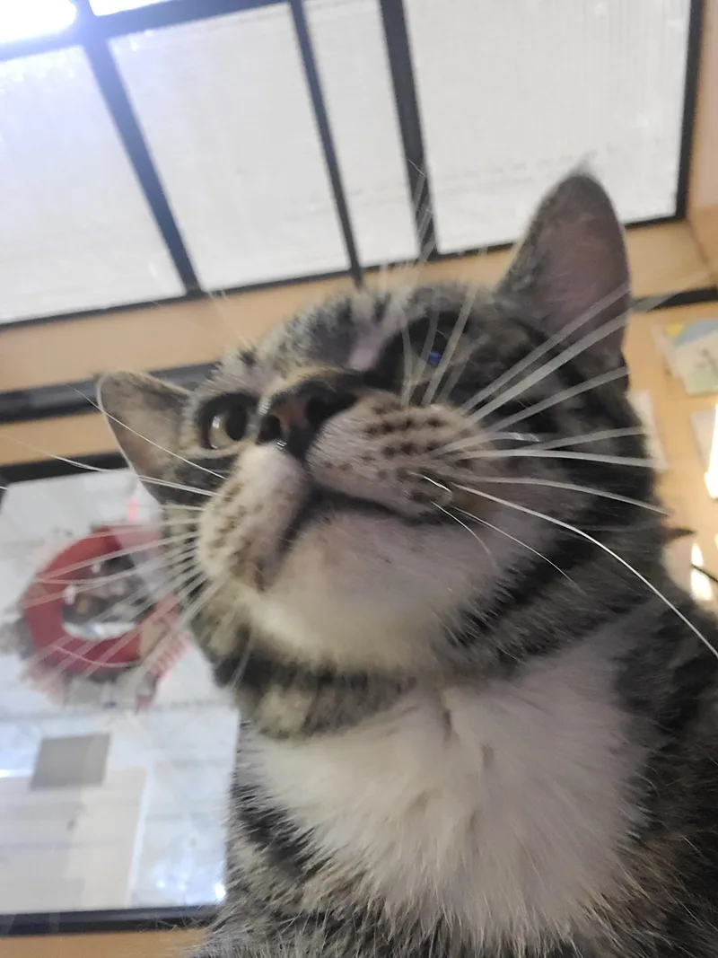 Atticus thumbnail 4