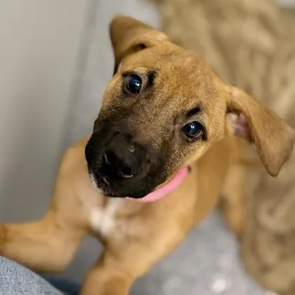 A baby small-sized female Brown / Chocolate Shepherd dog named Diamond for adoption in Atlanta, GA