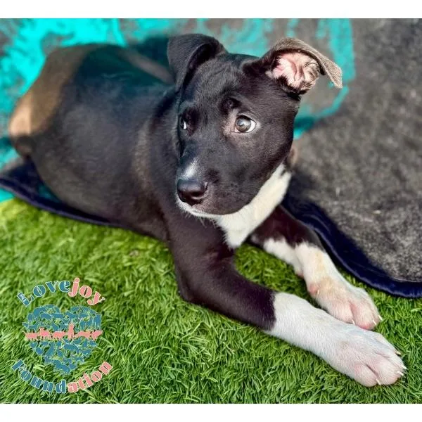 A baby medium-sized female Black Pit Bull Terrier dog named Chanel Coh for adoption in Inglewood, CA