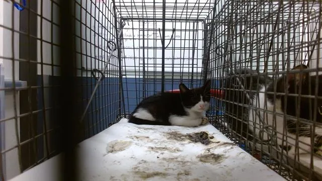 A baby small-sized female Domestic Short Hair cat named Lupe for adoption in Miami, FL