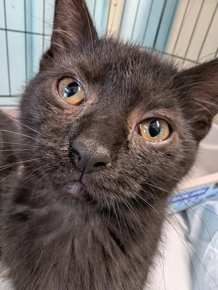 A young medium-sized male Black Domestic Short Hair cat named Hank for adoption in Adrian, MI