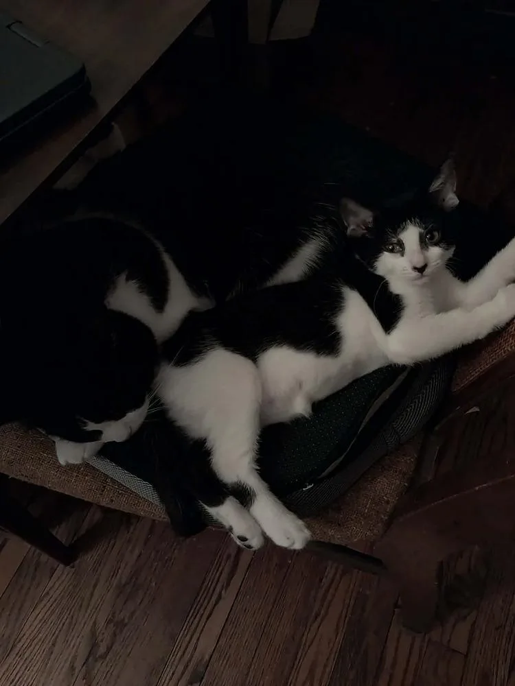 A baby small-sized female Black & White / Tuxedo Domestic Medium Hair cat named Jellyfish for adoption in Chicago, IL