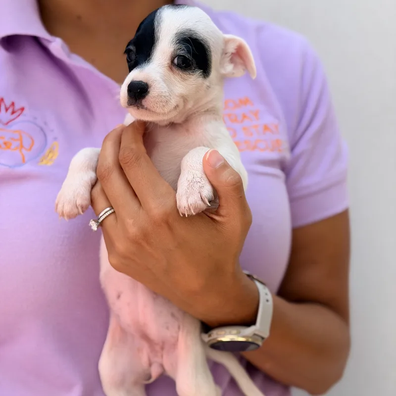 A baby small-sized female White / Cream Chihuahua dog named Cookie for adoption in Manvel, TX