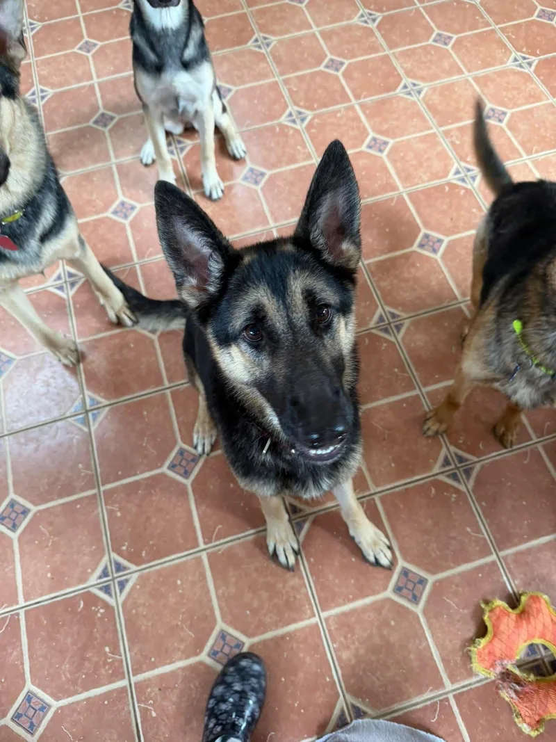 A young large-sized female Black German Shepherd Dog dog named Phoenix for adoption in Greeneville, TN
