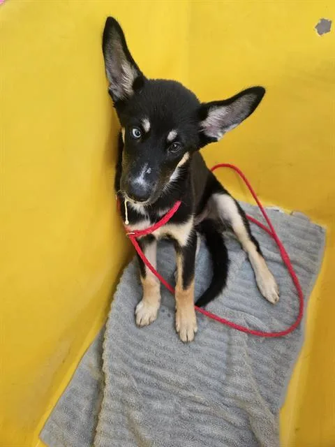 A baby large-sized female Mixed Breed dog named Dory for adoption in Dallas, TX