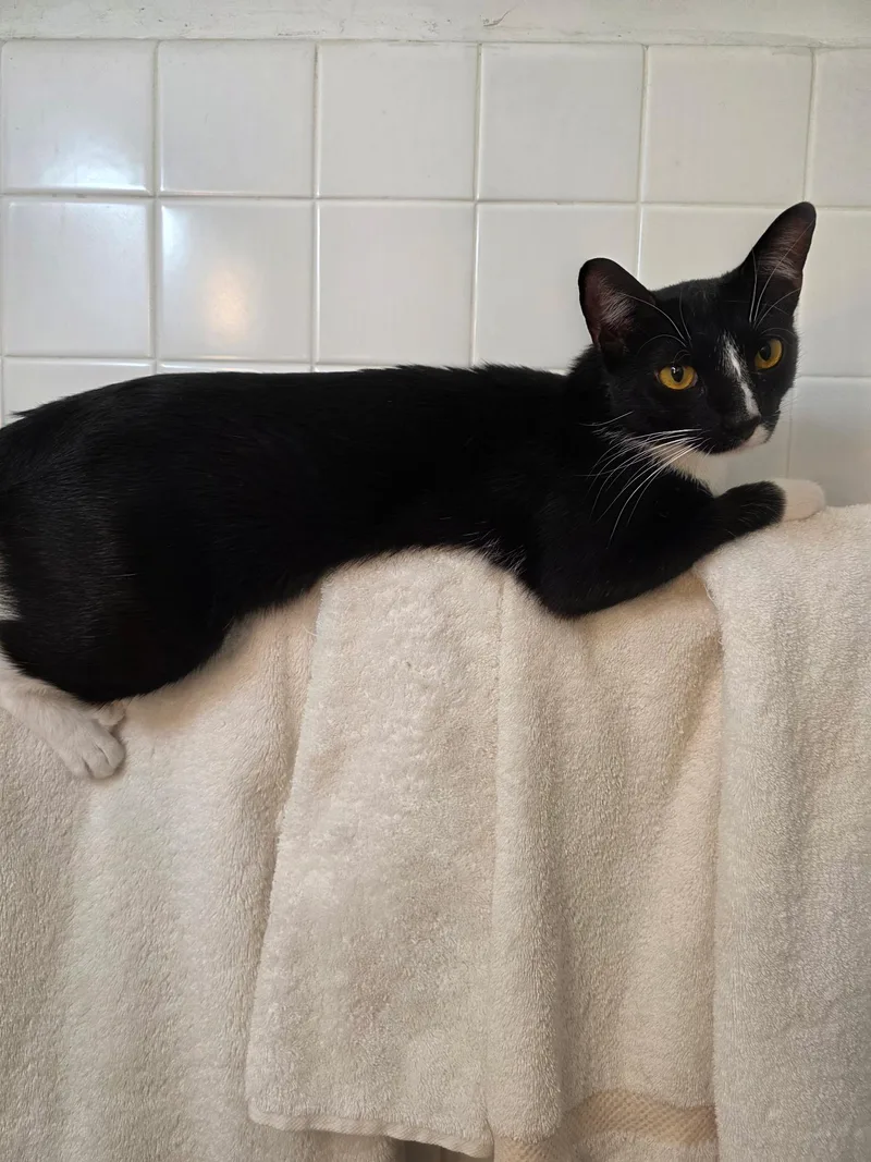 A young medium-sized female Black & White / Tuxedo Domestic Short Hair cat named MoppetMittens for adoption in New York, NY