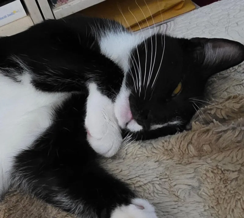 MoppetMittens thumbnail 2