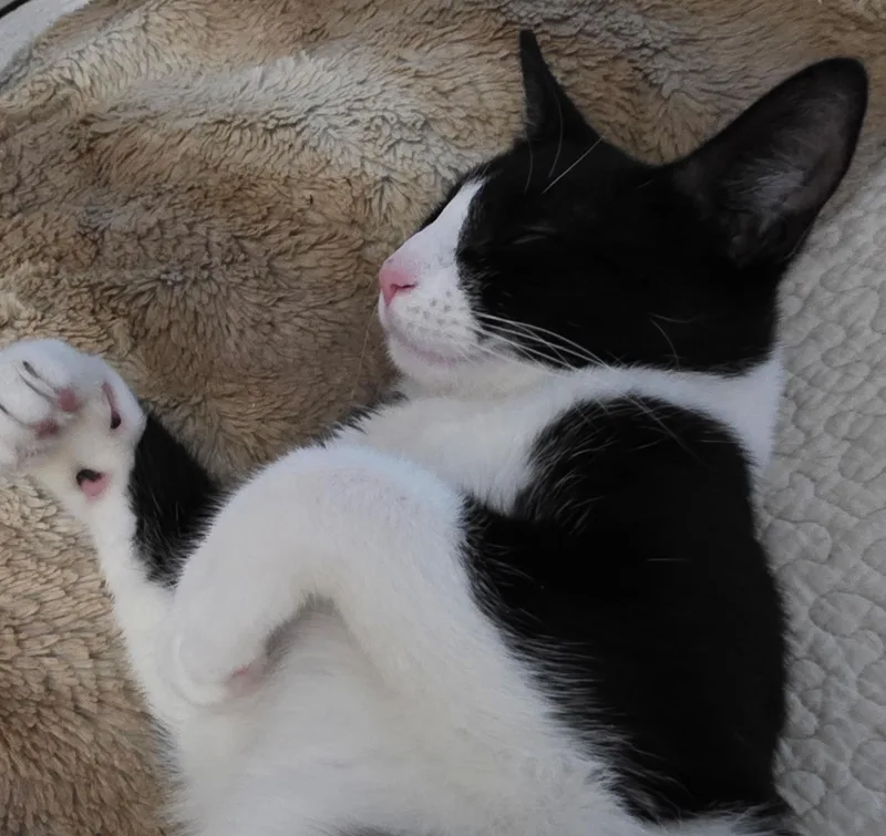MoppetMittens thumbnail 3