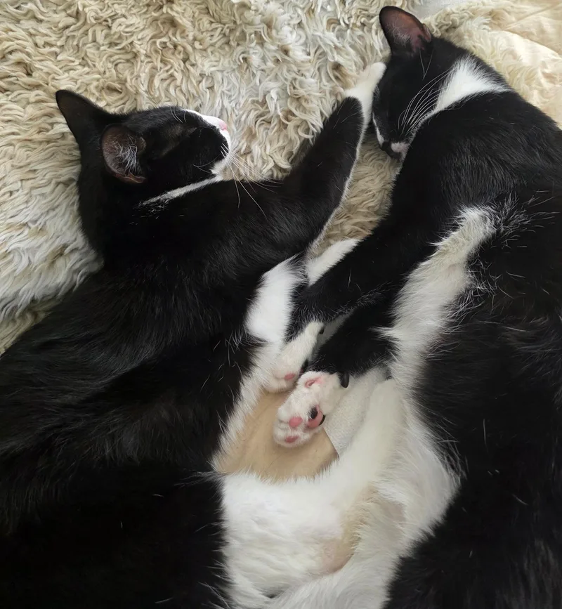 MoppetMittens thumbnail 6